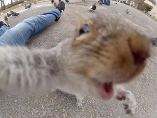 Illustration for article titled If nobody owns these cool animal selfies, we should give them the money